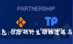 狐狸咬我的钱包：惊险的